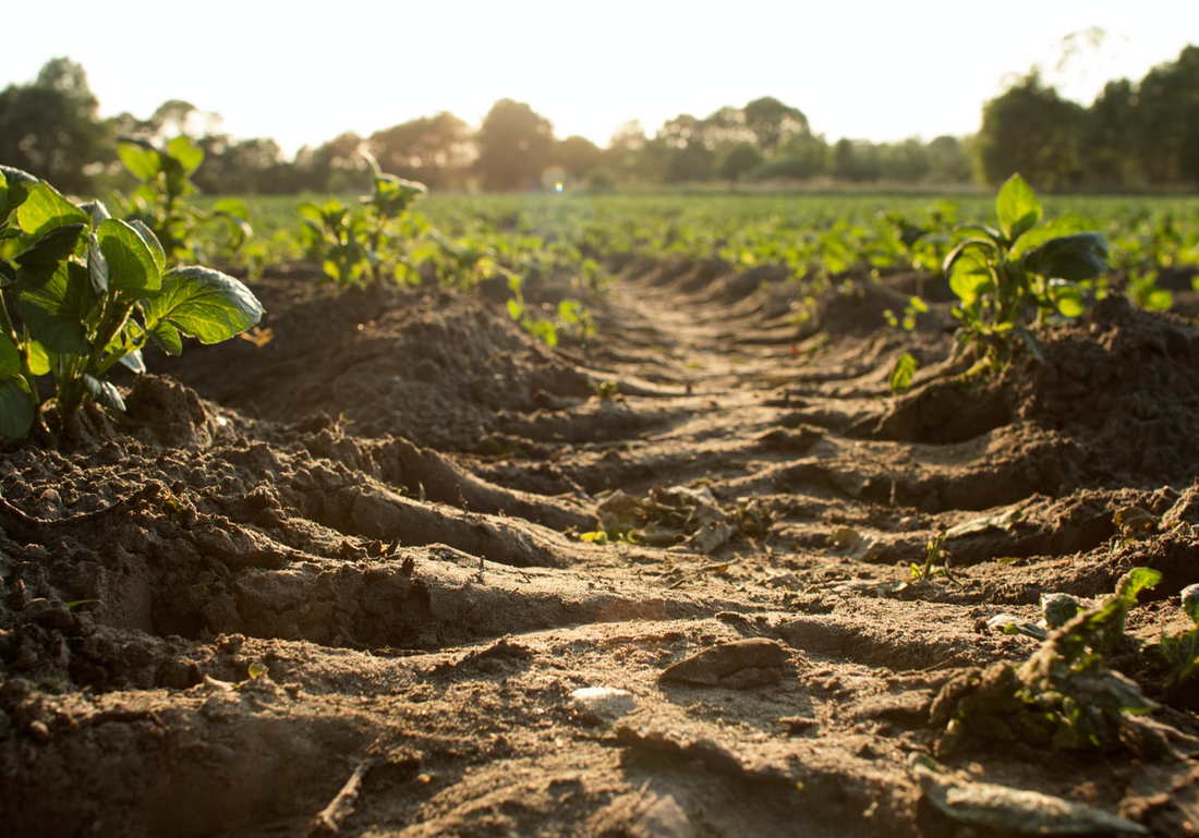 Le compost à base de thé
