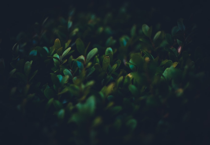 Thé noir et thé vert : quelles différences ?