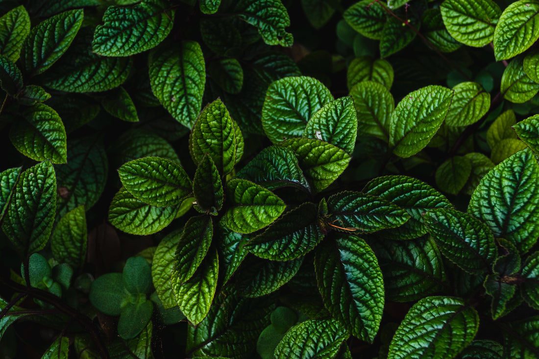 Le thé à la menthe