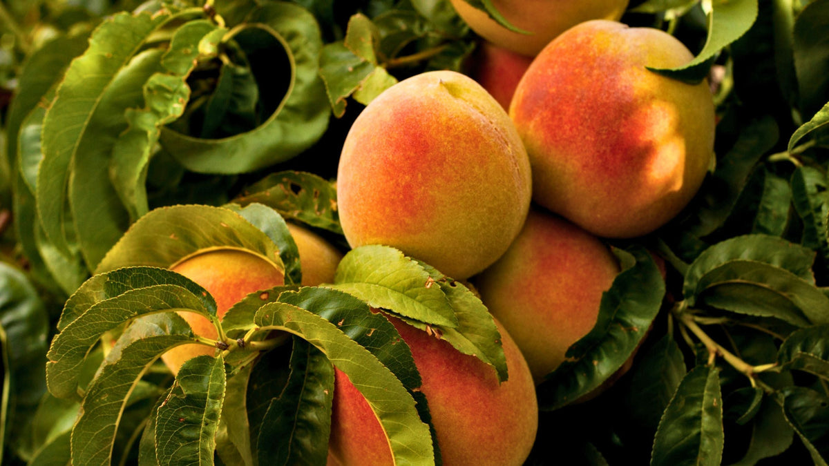 Thés aux Fruits