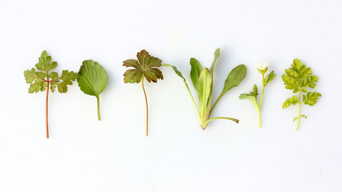 Infusions Digestion