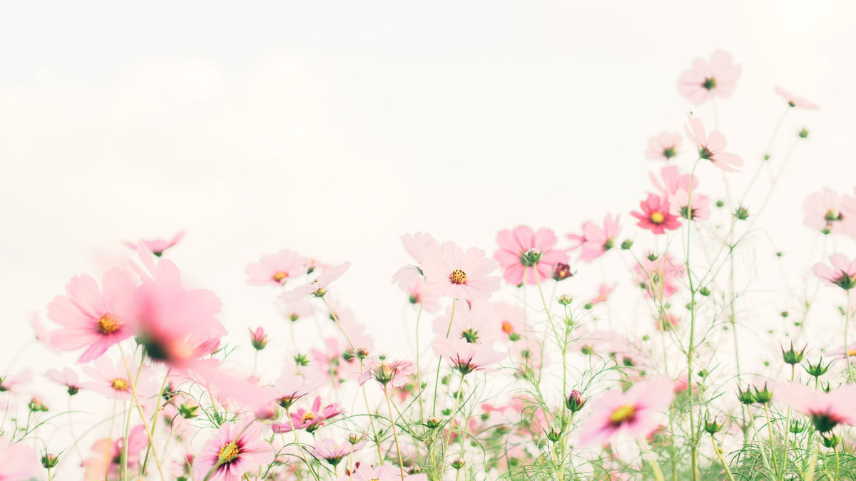 Thés aux Fleurs