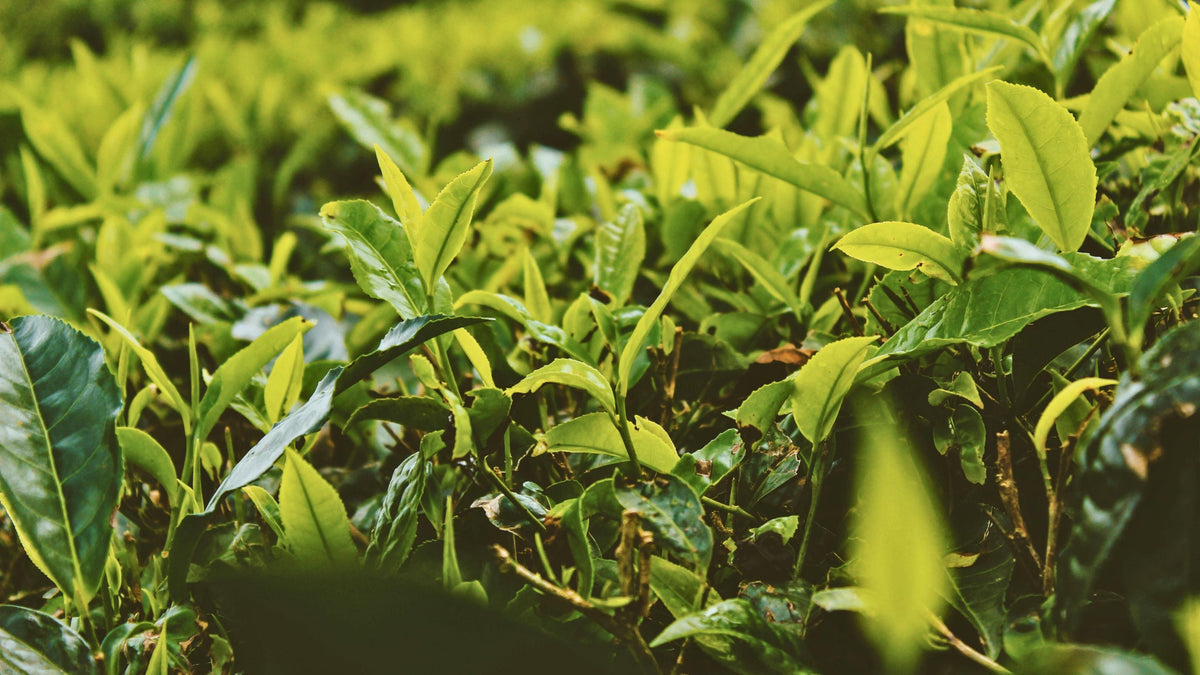 plantation thé d'origine 