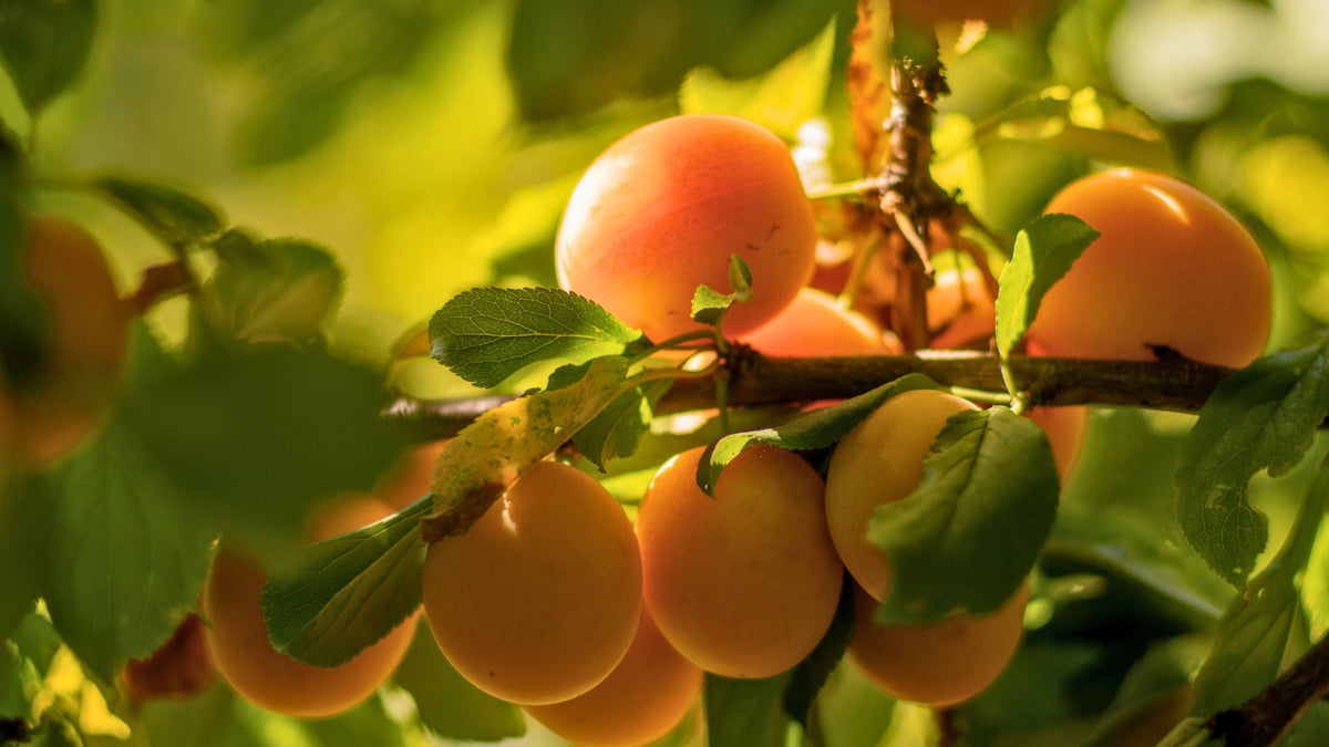 Infusions aux Fruits