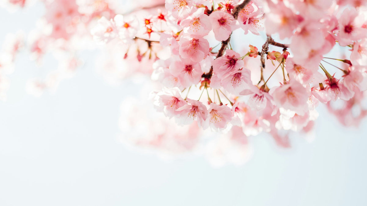 Infusions aux Fleurs